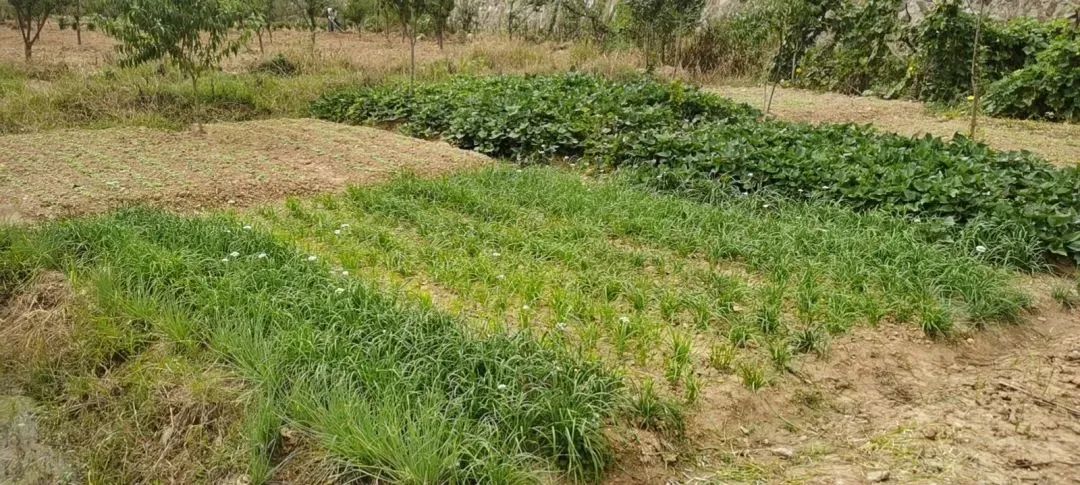 1692348315343479.jpg 1692348315343479.jpg